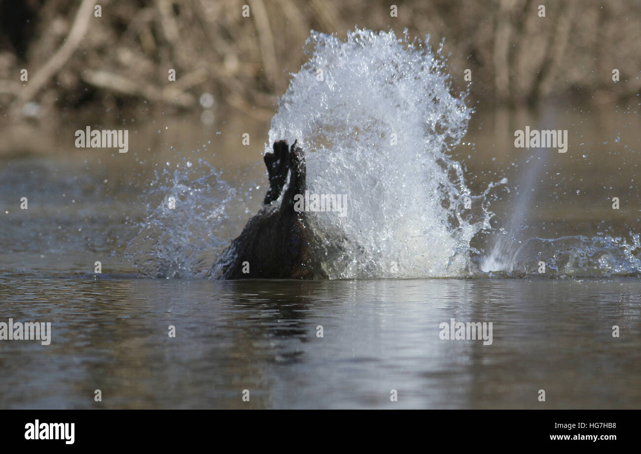 American beaver tail slap warning splash swimming Ohio river Stock