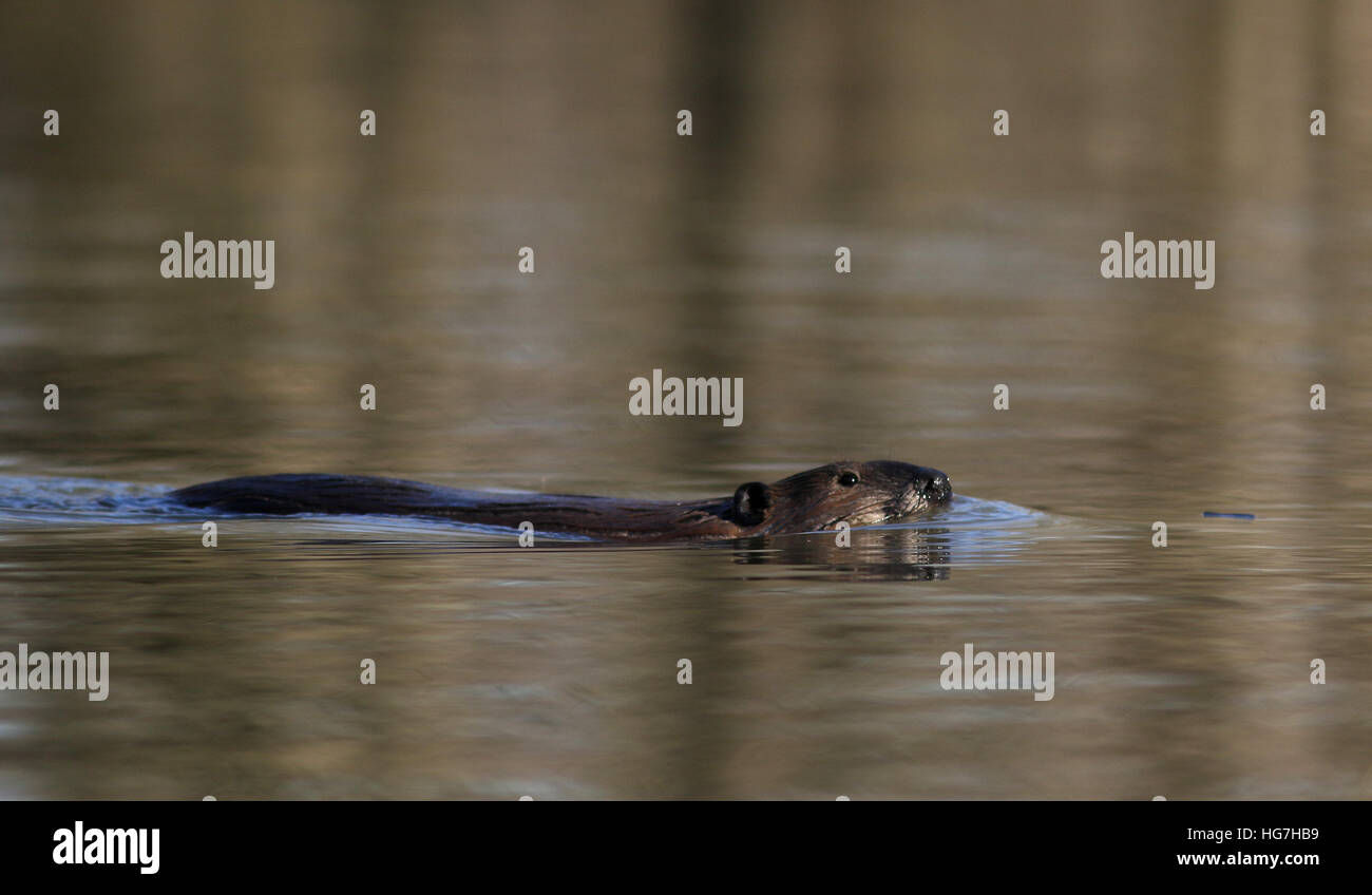 American beaver swimming Ohio river Stock Photo Alamy