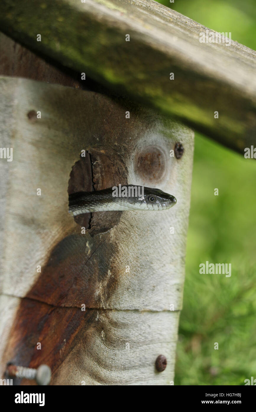 Garter snake in bird house Ohio Stock Photo Alamy