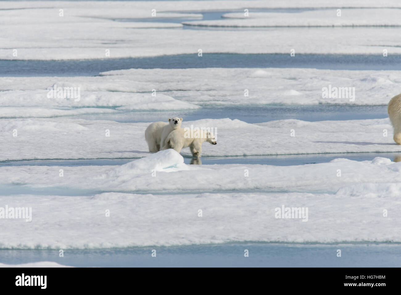 Polar bear mother (Ursus maritimus) and twin cubs on the pack ice ...