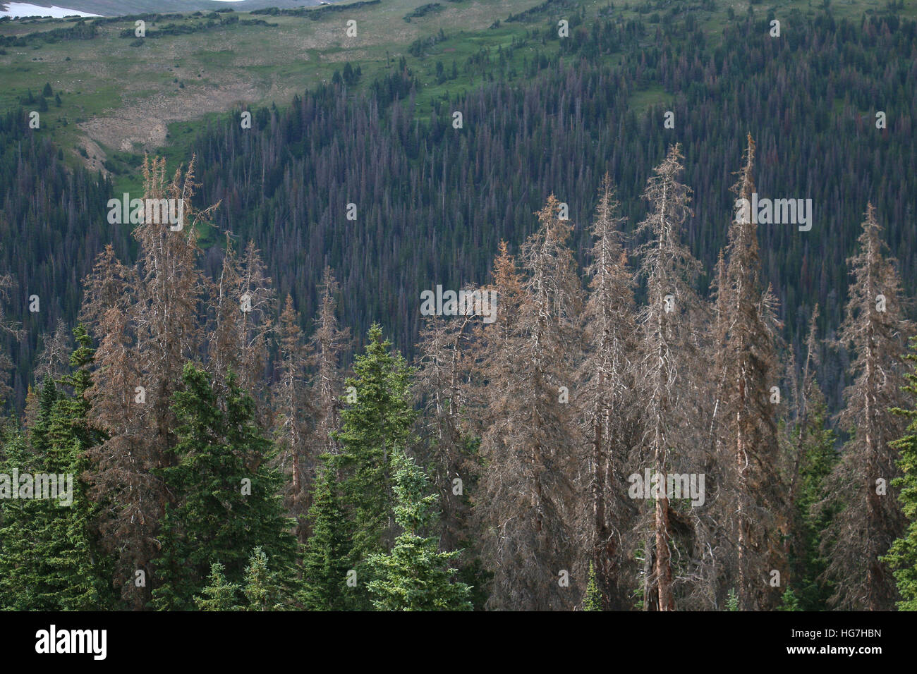 Dead pine trees from Pine borer beetle Rocky Mountain National Park Colorado Stock Photo