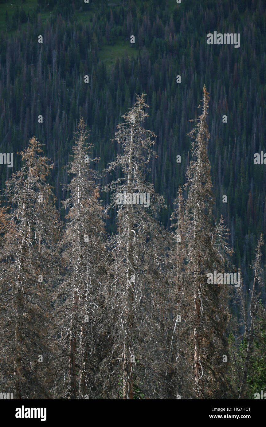 Dead Pine Trees High Resolution Stock Photography And Images Alamy