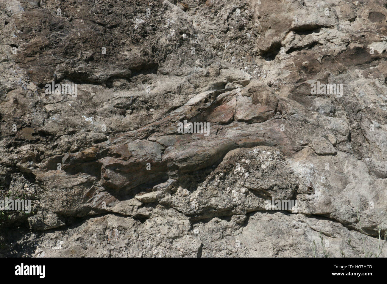Dinosaur Bone fossil in sandstone rock Dinosaur National Monument Utah Stock Photo