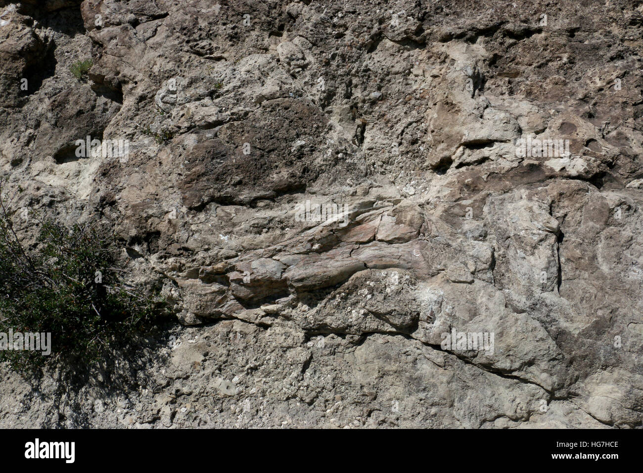 Dinosaur Bone fossil in sandstone rock Dinosaur National Monument Utah Stock Photo