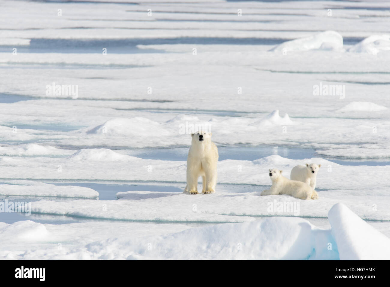 Polar bear mother (Ursus maritimus) and twin cubs on the pack ice ...