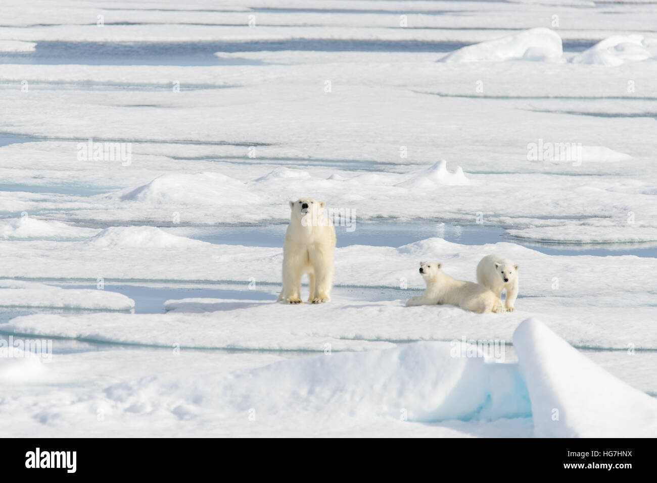 Polar bear mother (Ursus maritimus) and twin cubs on the pack ice ...