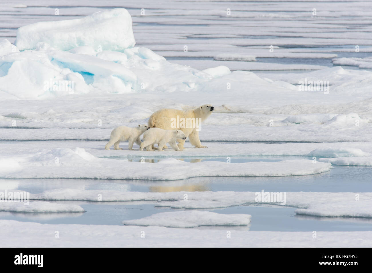 Polar bear mother (Ursus maritimus) and twin cubs on the pack ice ...