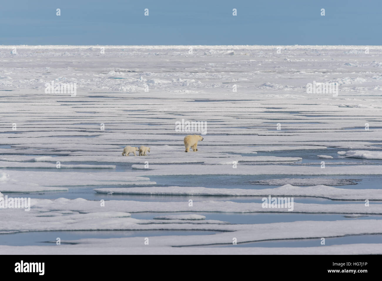 Polar bear mother (Ursus maritimus) and twin cubs on the pack ice ...