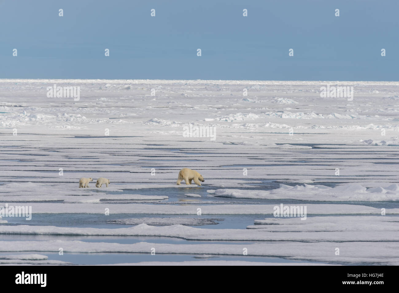 Polar bear mother (Ursus maritimus) and twin cubs on the pack ice ...