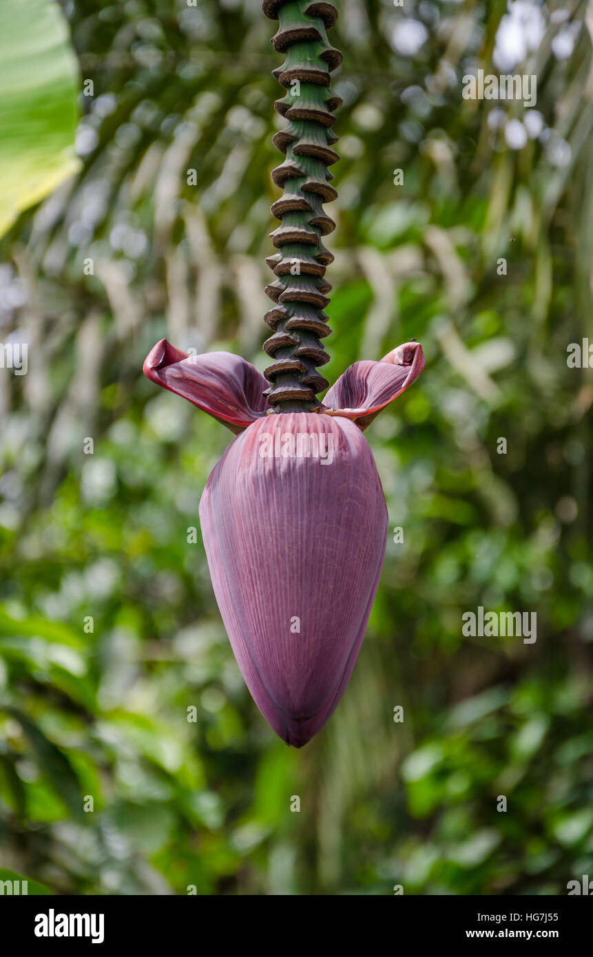 Closeup of purple blossom of banana plant in jungle of Cameroon, Africa Stock Photo