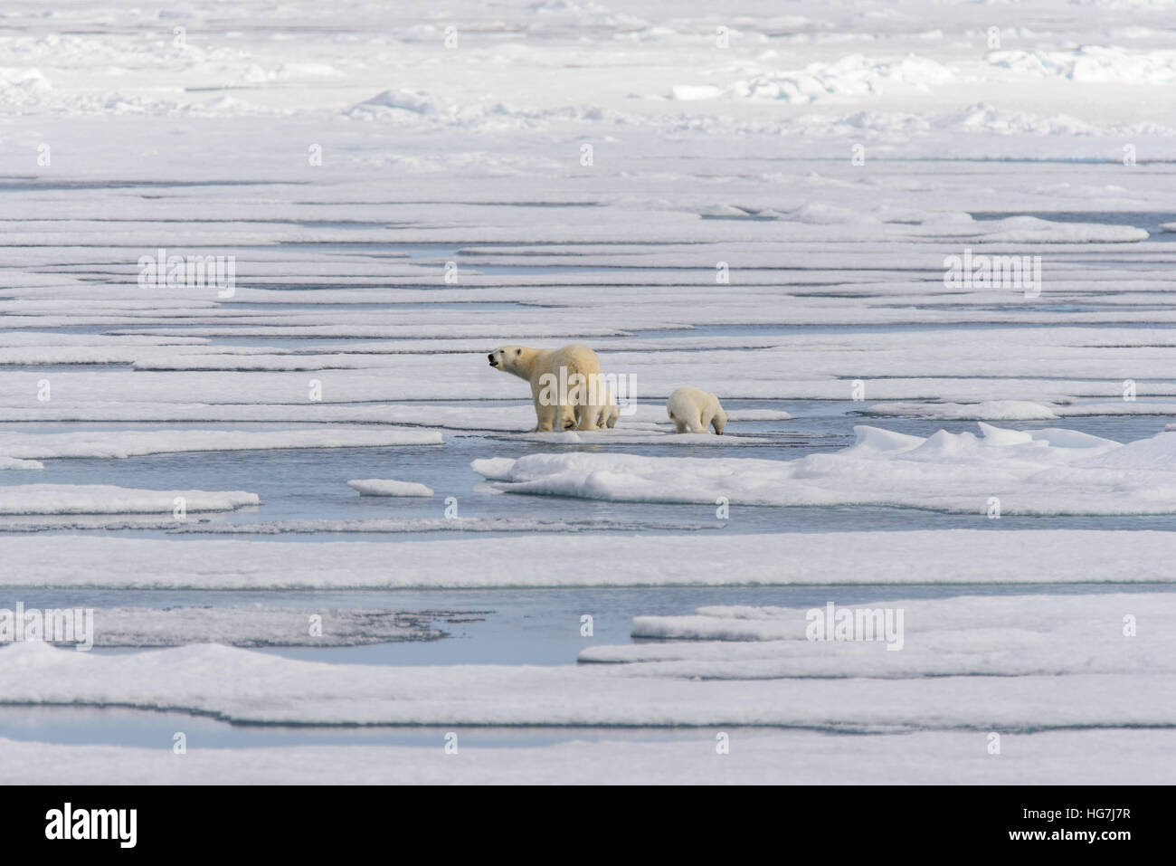 Polar bear mother (Ursus maritimus) and twin cubs on the pack ice ...