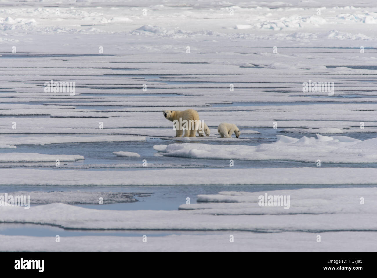 Polar bear mother (Ursus maritimus) and twin cubs on the pack ice ...