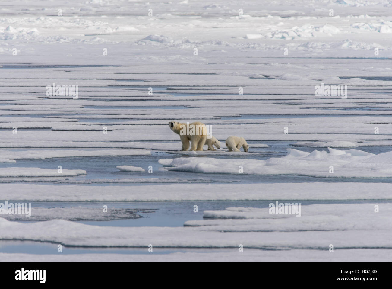 Polar bear mother (Ursus maritimus) and twin cubs on the pack ice ...
