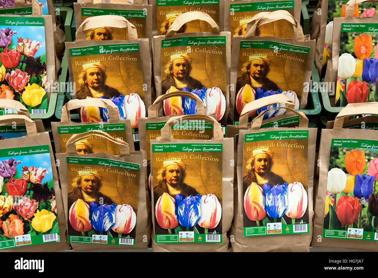 Tulip bulbs with the portrait of Rembrandt at the traditional flower market, Amsterdam Stock Photo