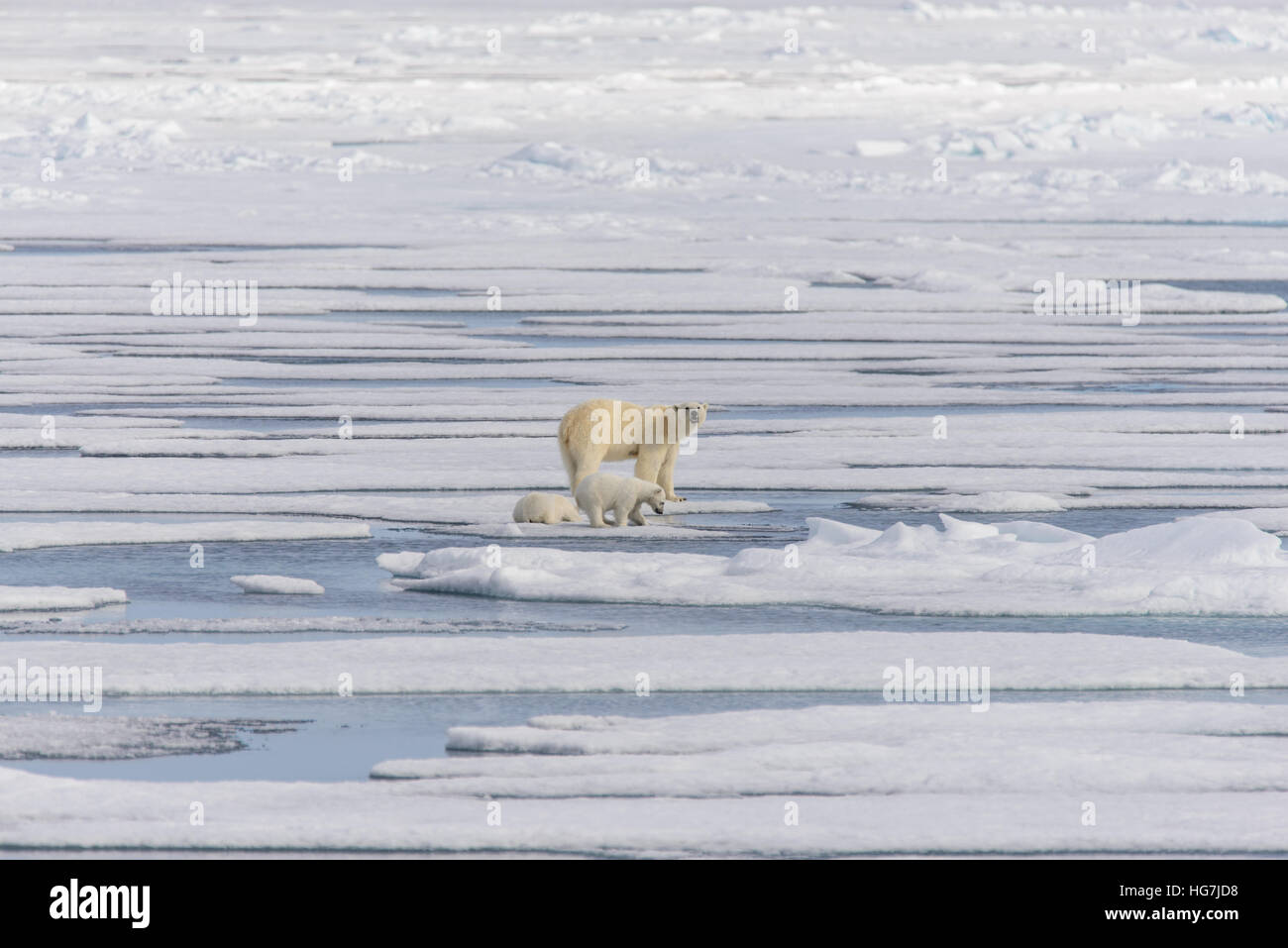 Polar bear mother (Ursus maritimus) and twin cubs on the pack ice ...