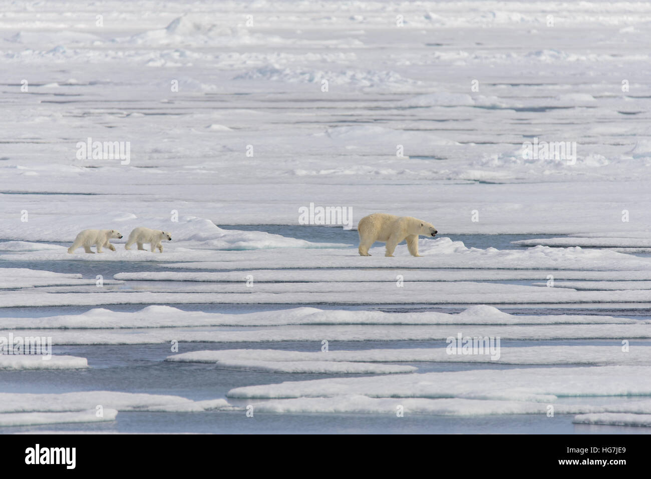 Polar bear mother (Ursus maritimus) and twin cubs on the pack ice ...