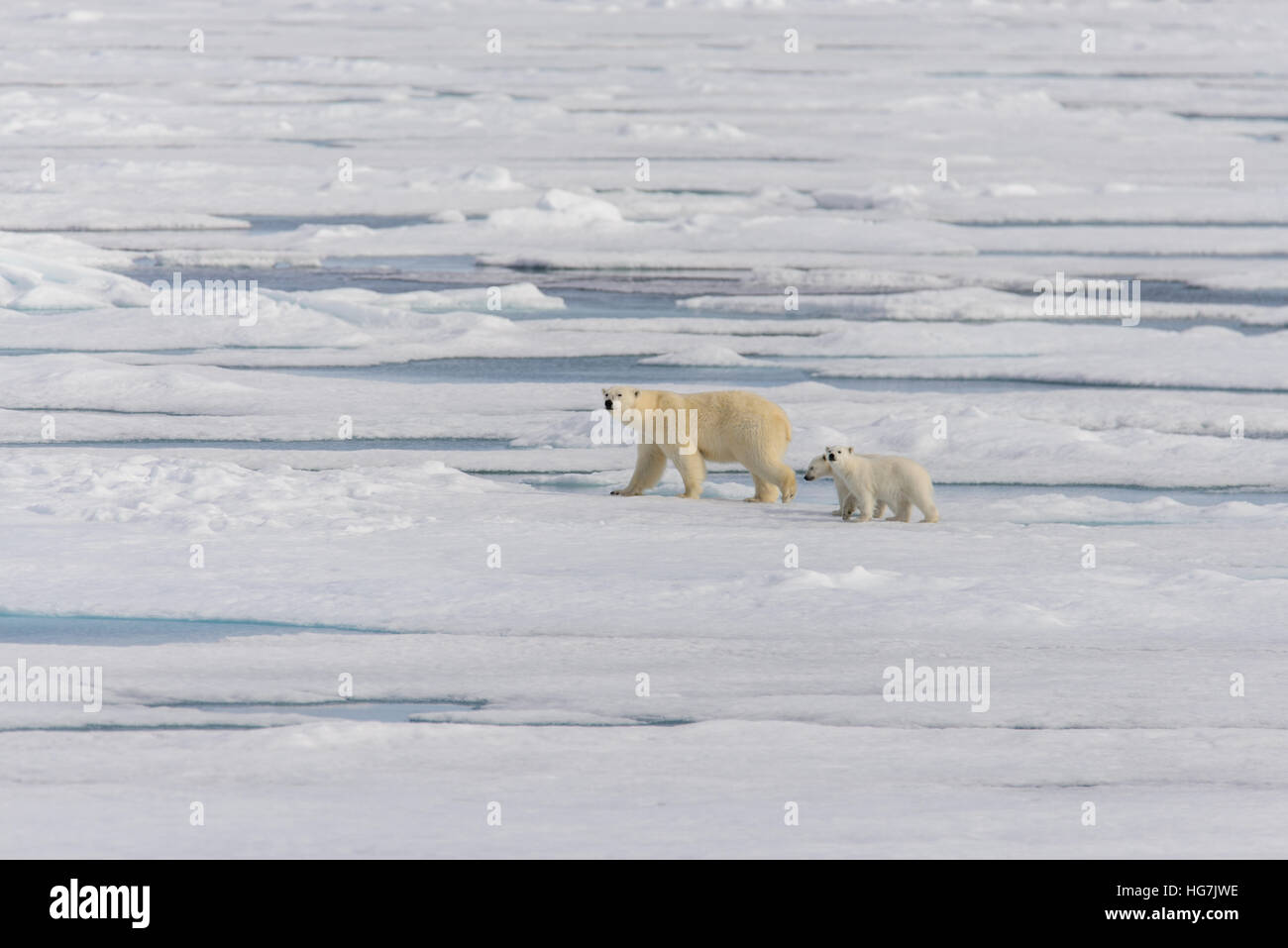 Polar bear mother (Ursus maritimus) and twin cubs on the pack ice ...