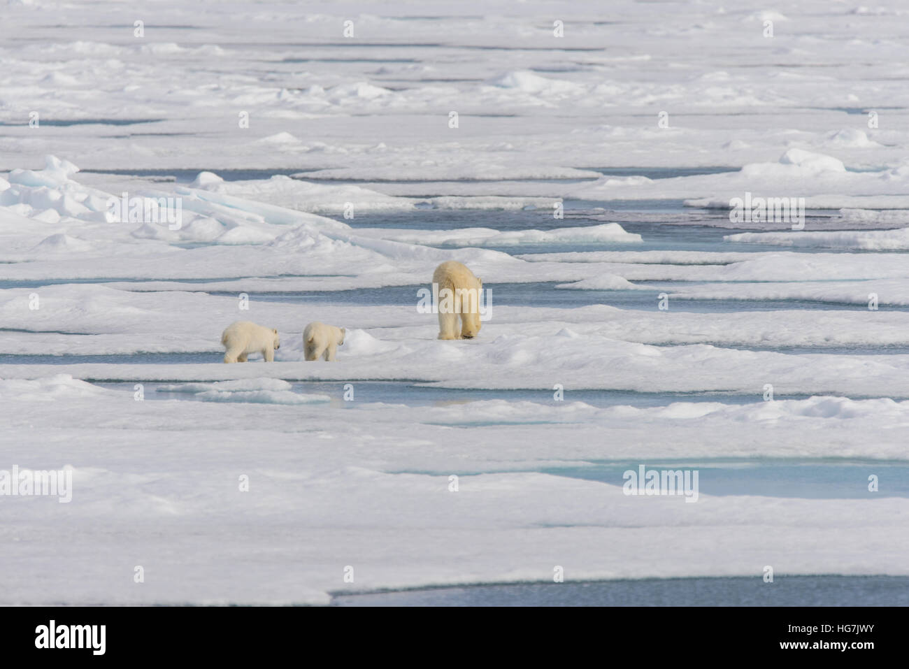 Polar bear mother (Ursus maritimus) and twin cubs on the pack ice ...