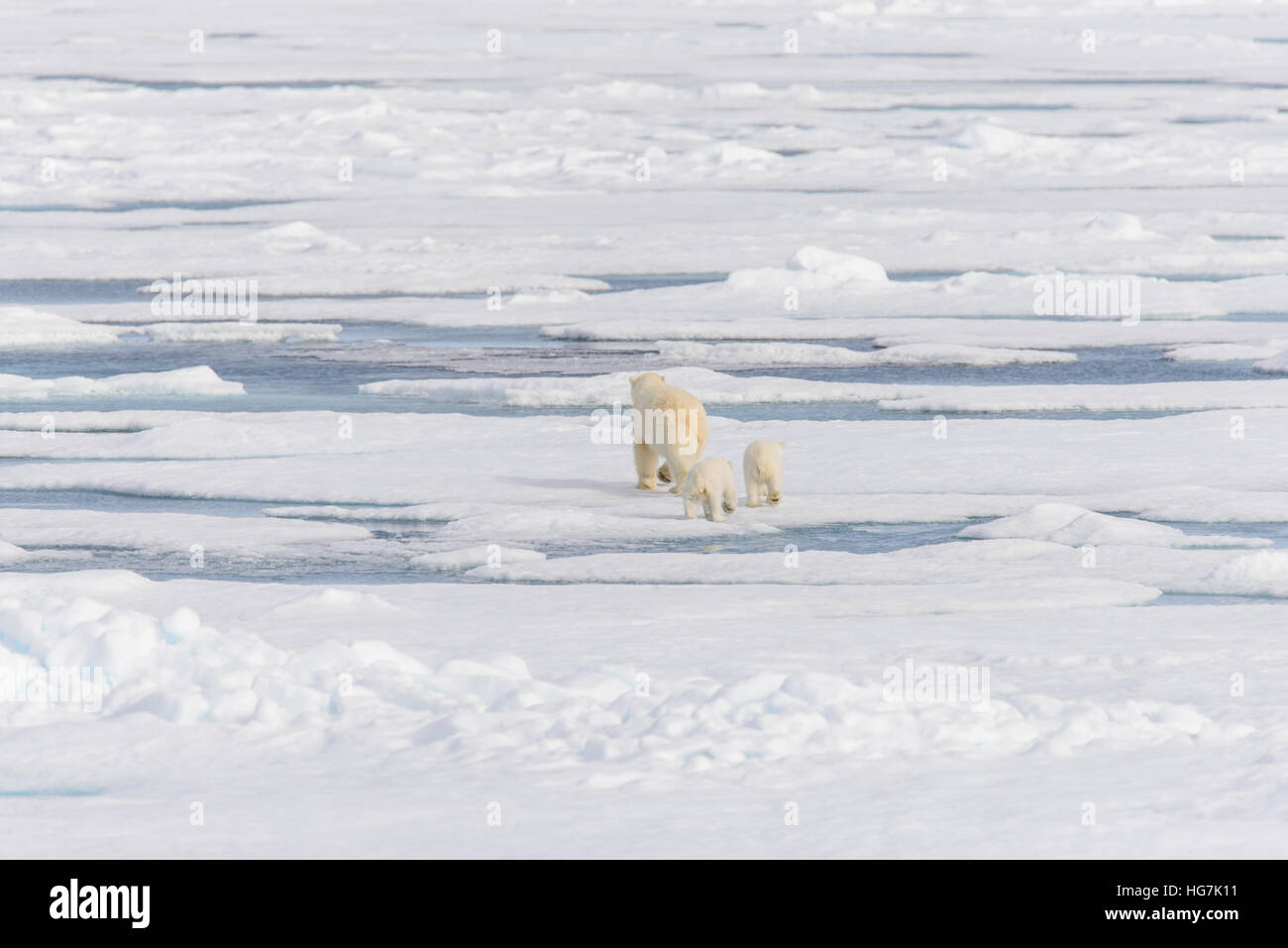 Polar bear mother (Ursus maritimus) and twin cubs on the pack ice ...