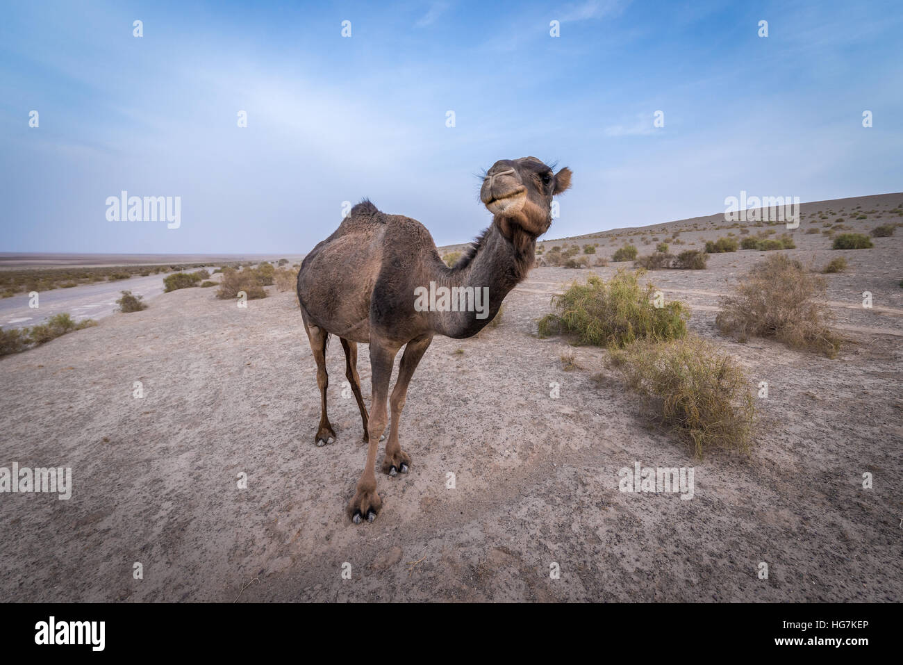 Dromedary camel on Maranjab Desert in Iran Stock Photo - Alamy