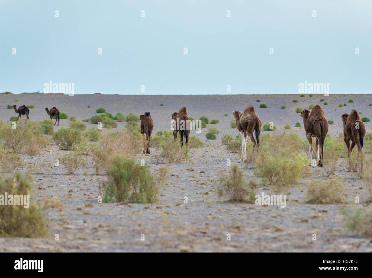 Herd dromedary camels in desert hi-res stock photography and images - Alamy