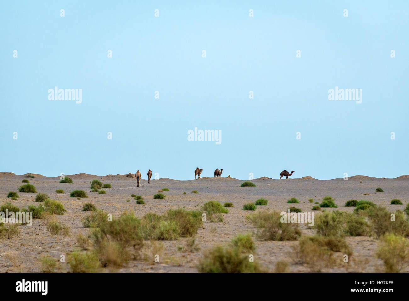 Herd camels in desert western hi-res stock photography and images - Alamy