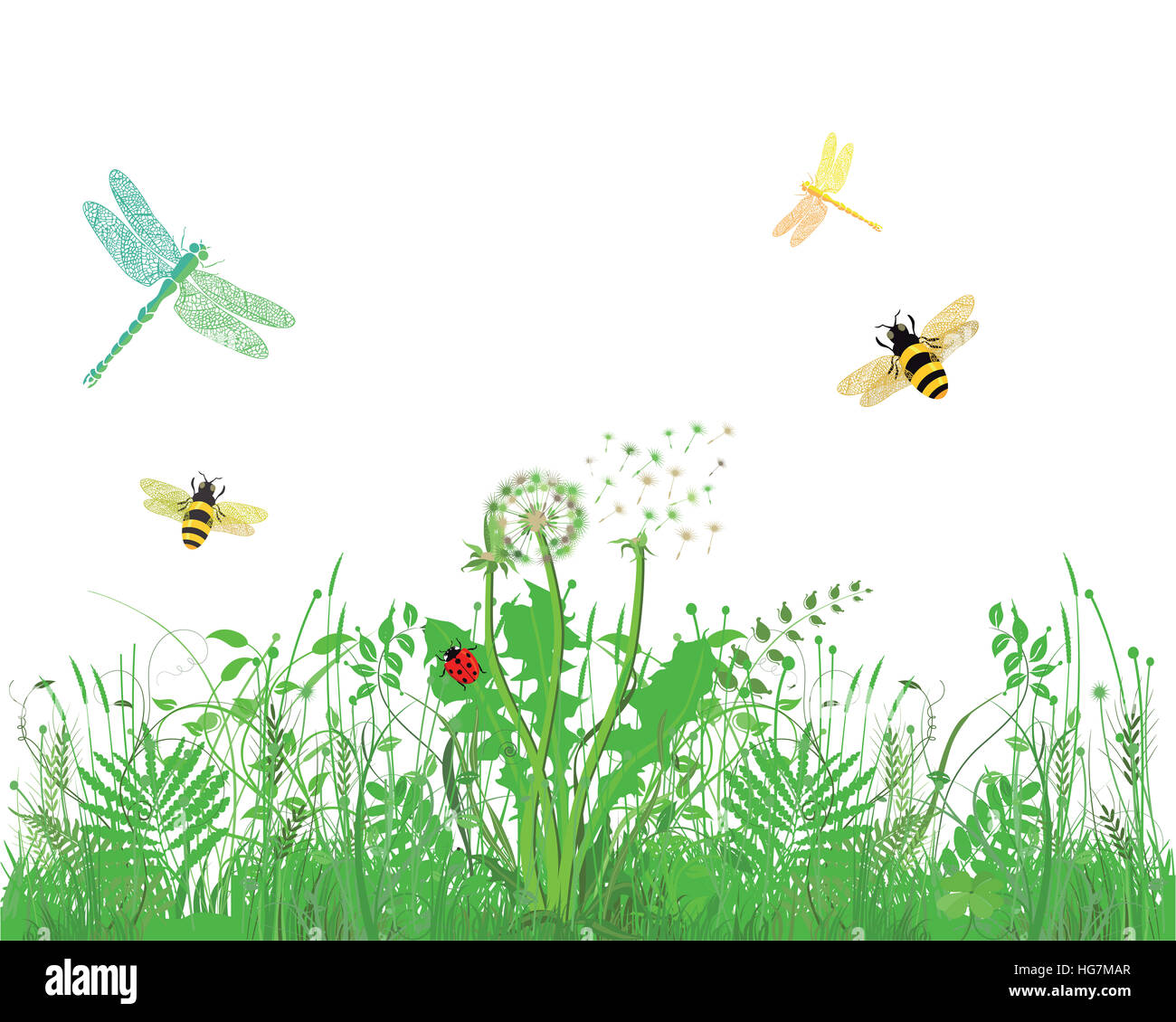 Bee, Dragonfly, Ladybug, on meadow, white background Stock Photo