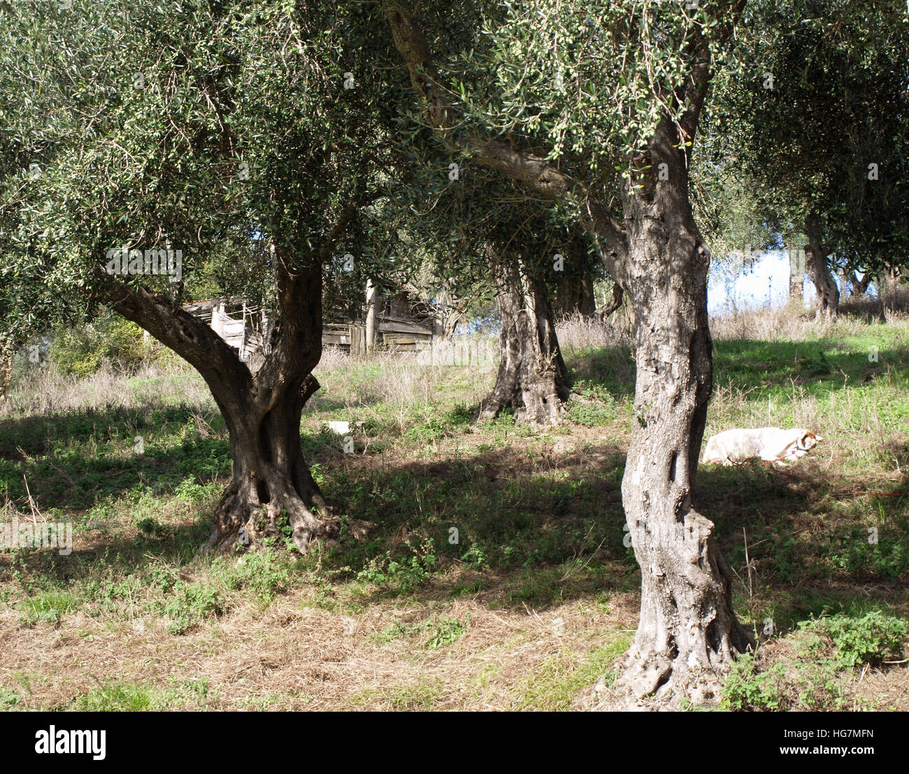 An olive grove near Karousades, Corfu, Greece with wooden hut in distance Stock Photo