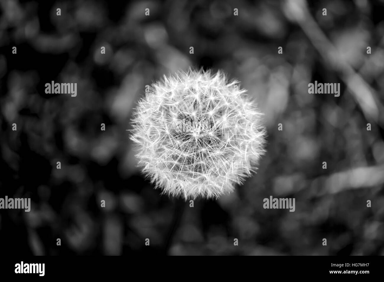 Dandelion field Black and White Stock Photos & Images - Alamy