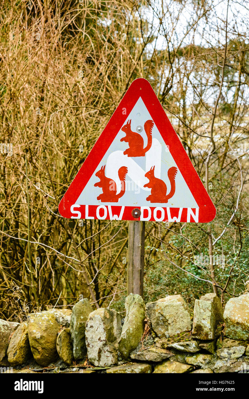 Hand-painted red squirrel warning sign on the A5091 above Ullswater in the Lake District Stock Photo