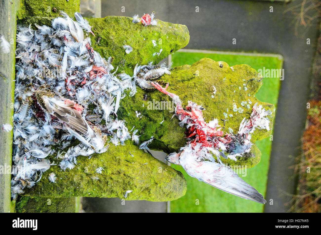 Remains of prey left by (presumed) peregrine falcon on a gargoyle on a church spire in northwest England Stock Photo