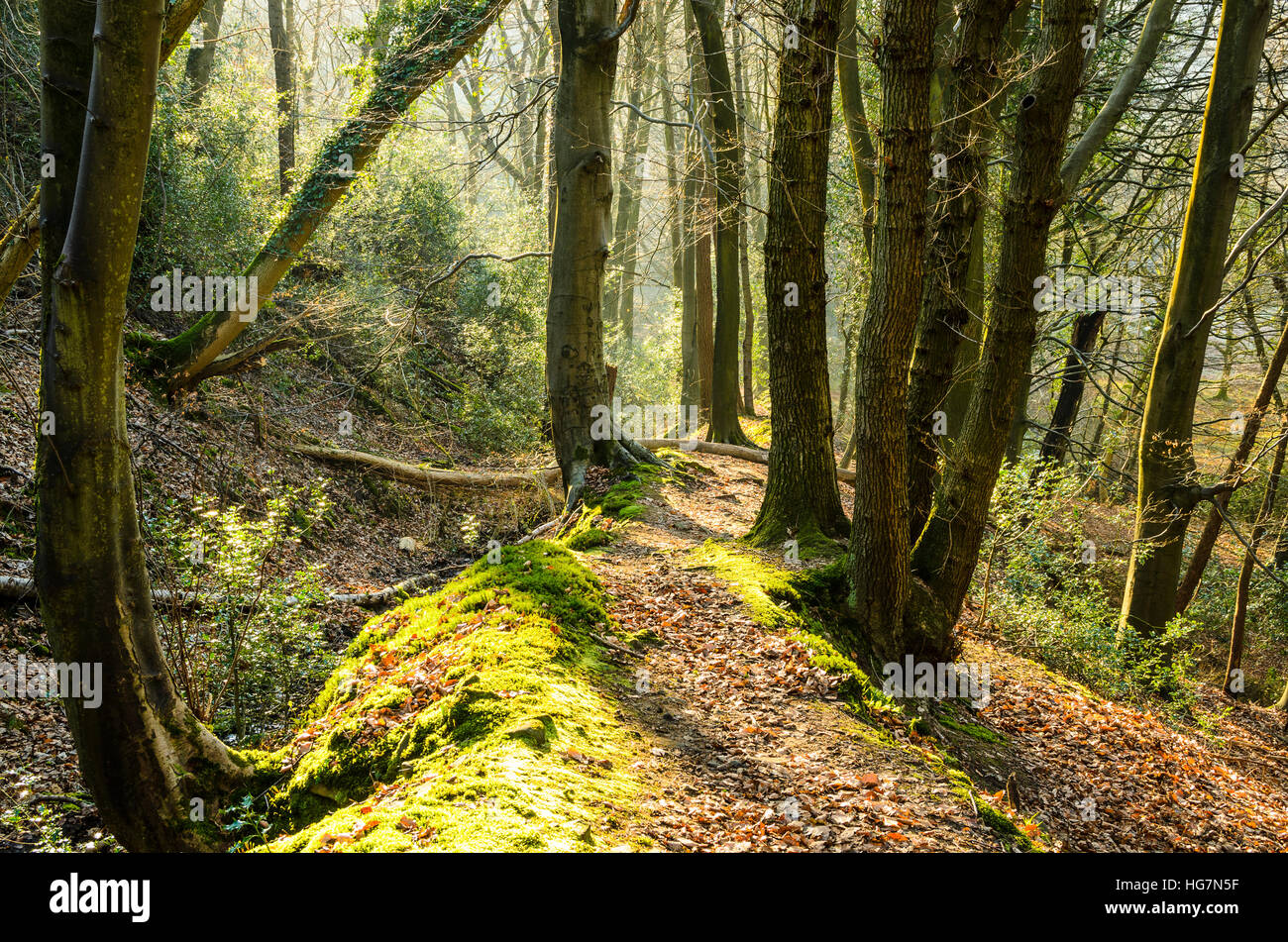 Woodland path above Brock Bottom in the Forest of Bowland AONB Lancashire England Stock Photo