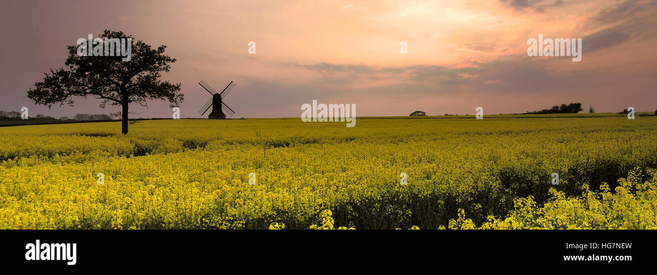 Sunset view of Stevington Windmill; Stevington village; Bedfordshire; England; UK Stock Photo