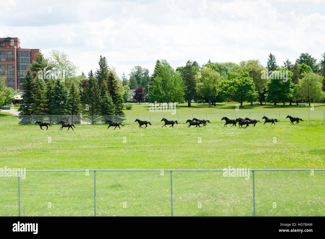 RCMP Horses in Training Stock Photo