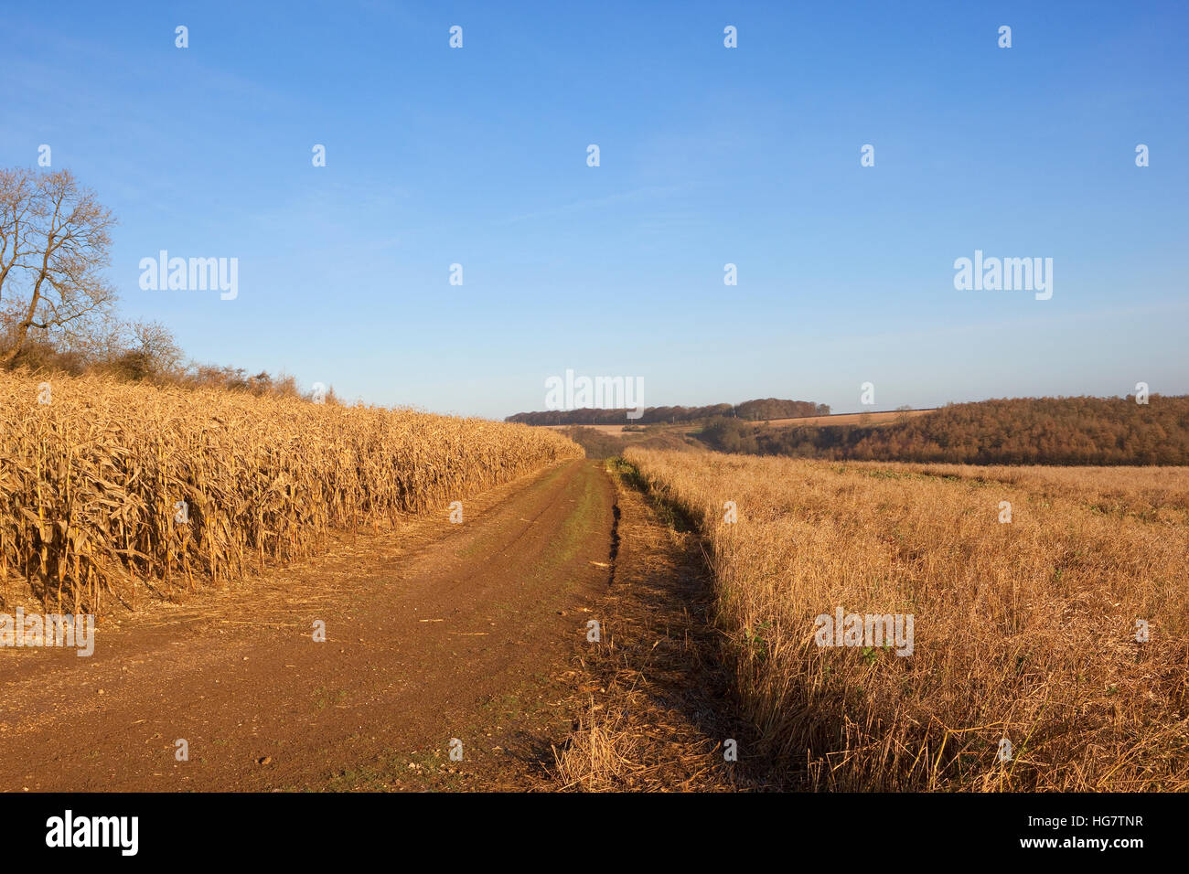 A farm track through golden maize and game cover in the scenic