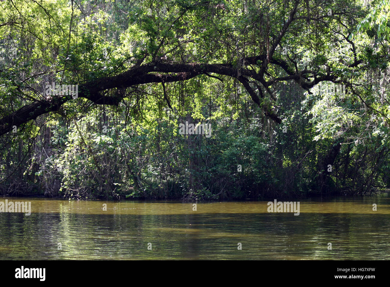 swamp passage in the Dora canal with typical Florida foliage.  A tree has grown so that it is almost crossing the canal Stock Photo