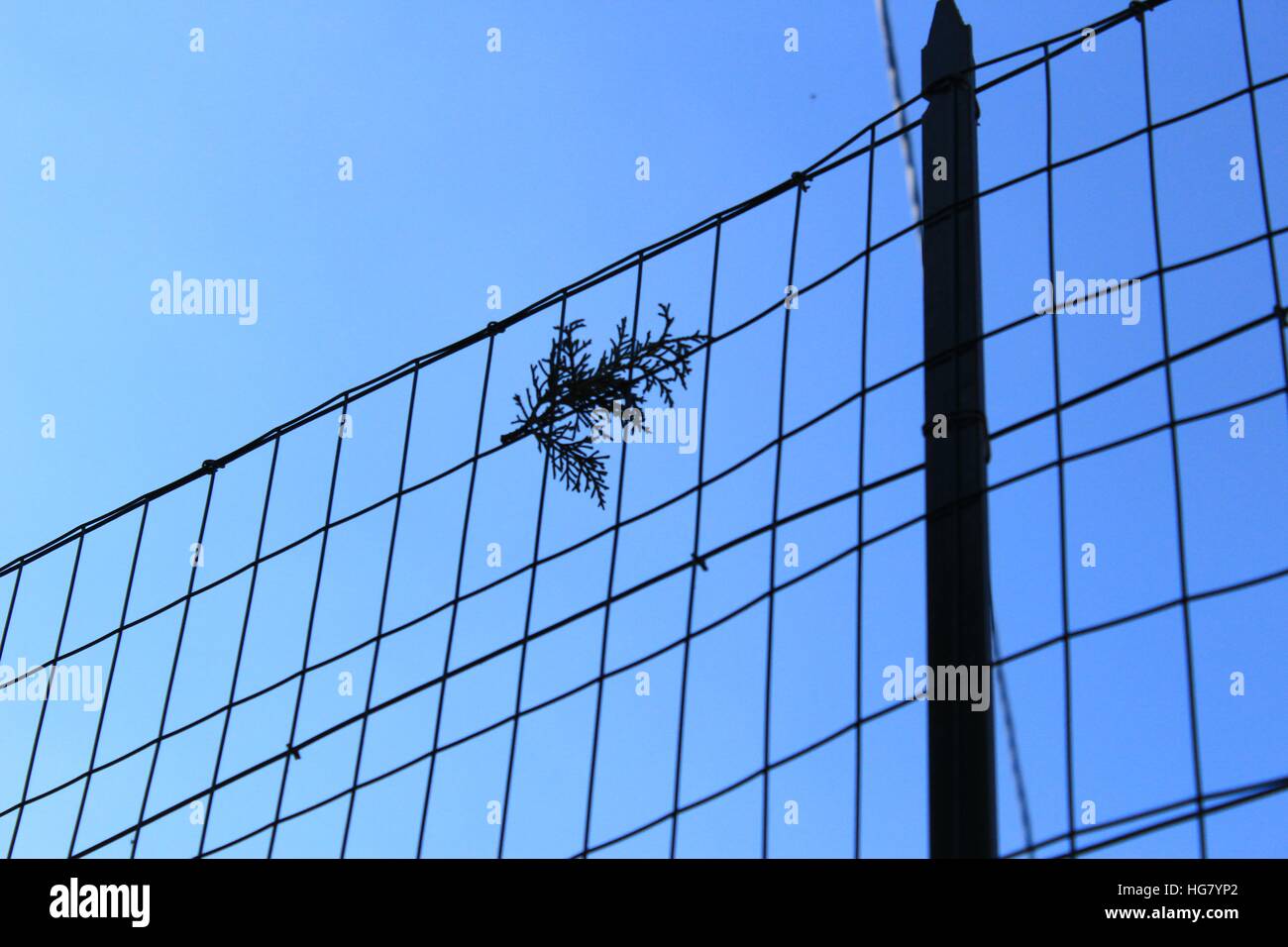 A sprig of Thuja caught in fencing against a blue sky. Stock Photo