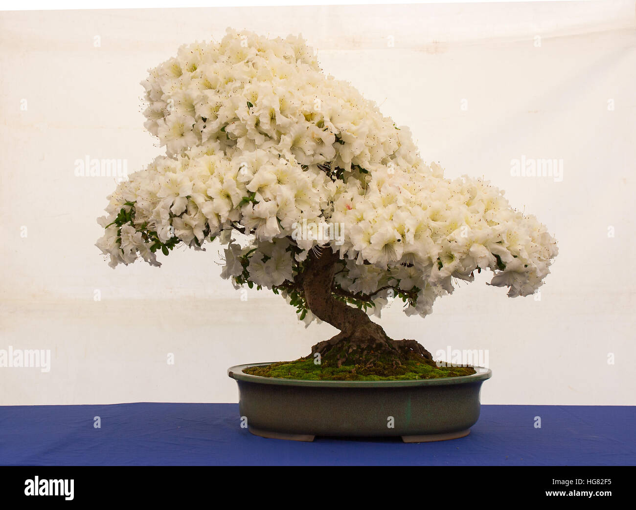 Satsuki Azalea Bonsai on display in the Northern ireland bonsai Stock Photo - Alamy Satsuki Azalea Bonsai on display in the Northern ireland bonsai Stock Photo - Alamy
