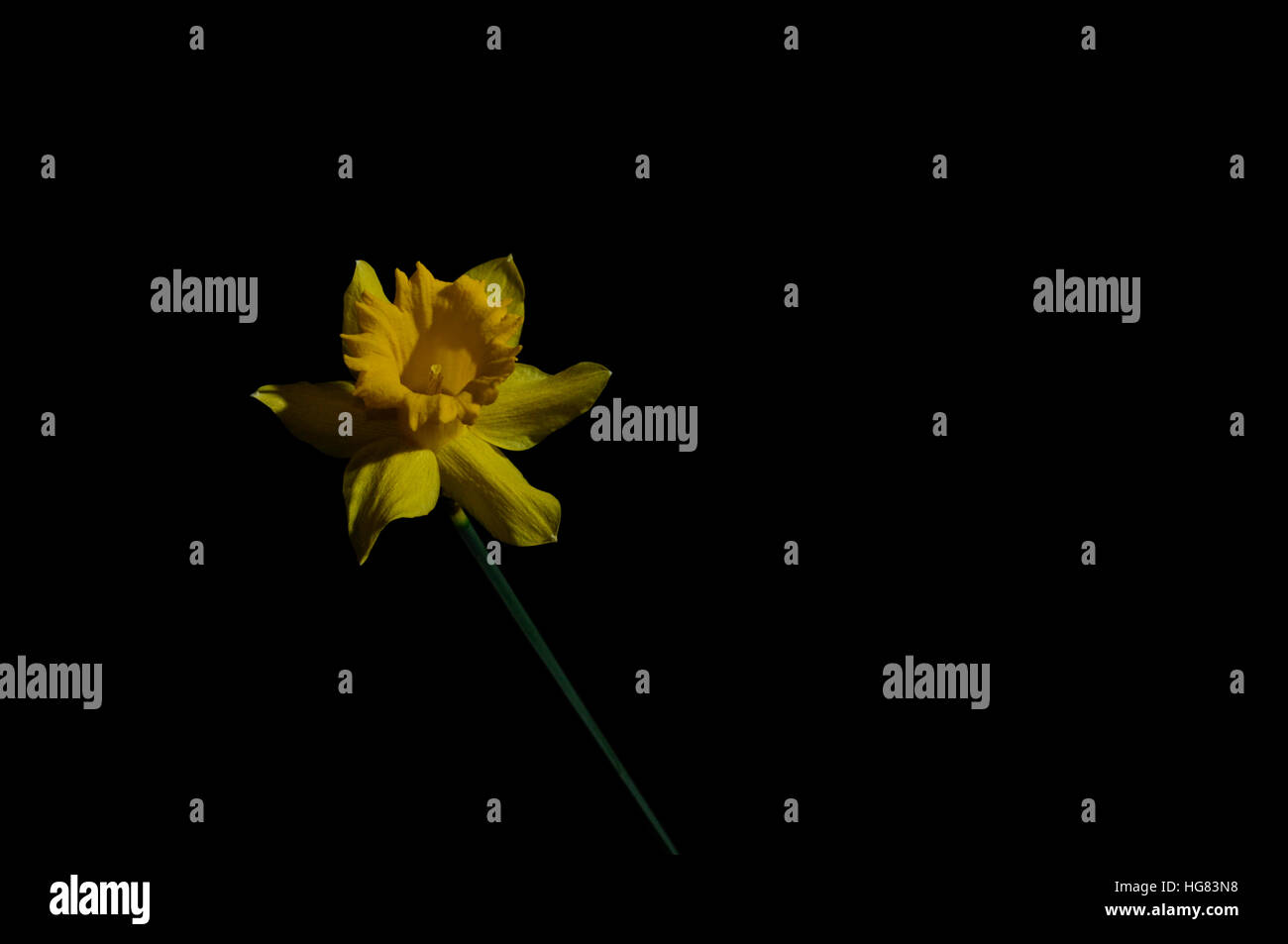 Yellow daffodil on a black background - 2 Stock Photo - Alamy
