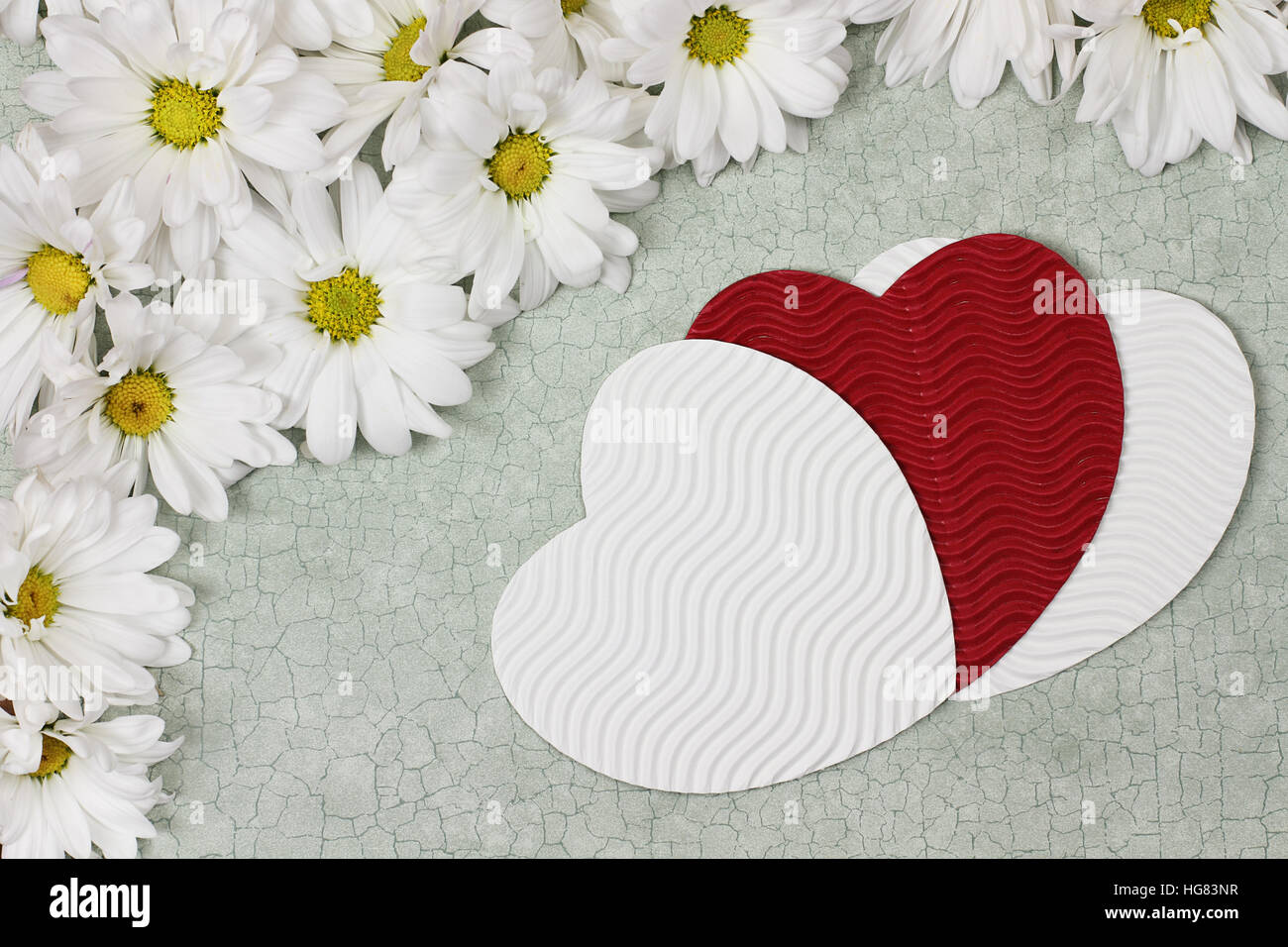 Overhead shot of a flat lay of  Valentine's Day hearts surrounded by a frame of white daisy flowers with room for copy space. Stock Photo