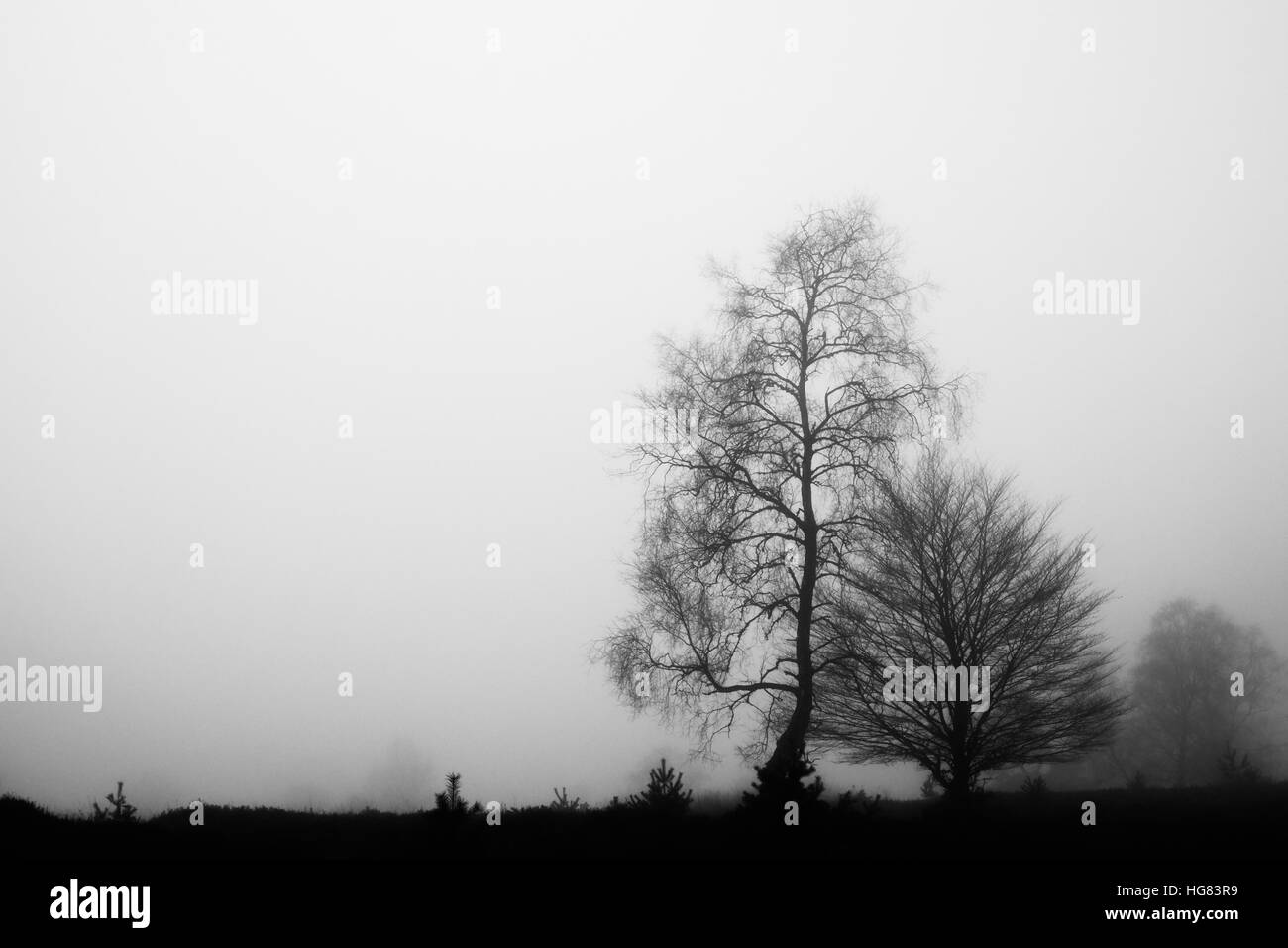 Trees in the mist Stock Photo - Alamy