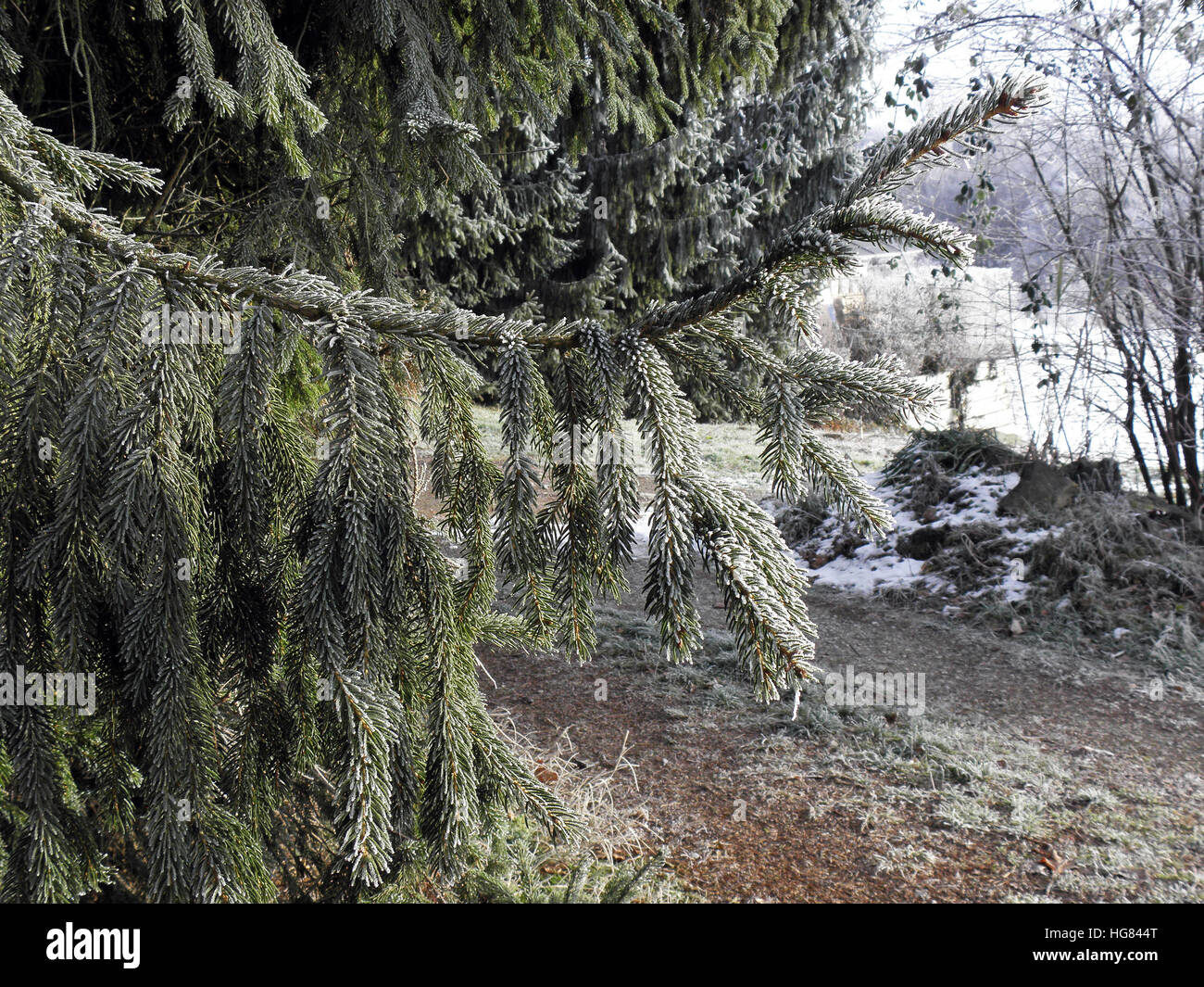 Christmas in the countryside,hoarfrost and snow,Croatia,Europe,6 Stock Photo
