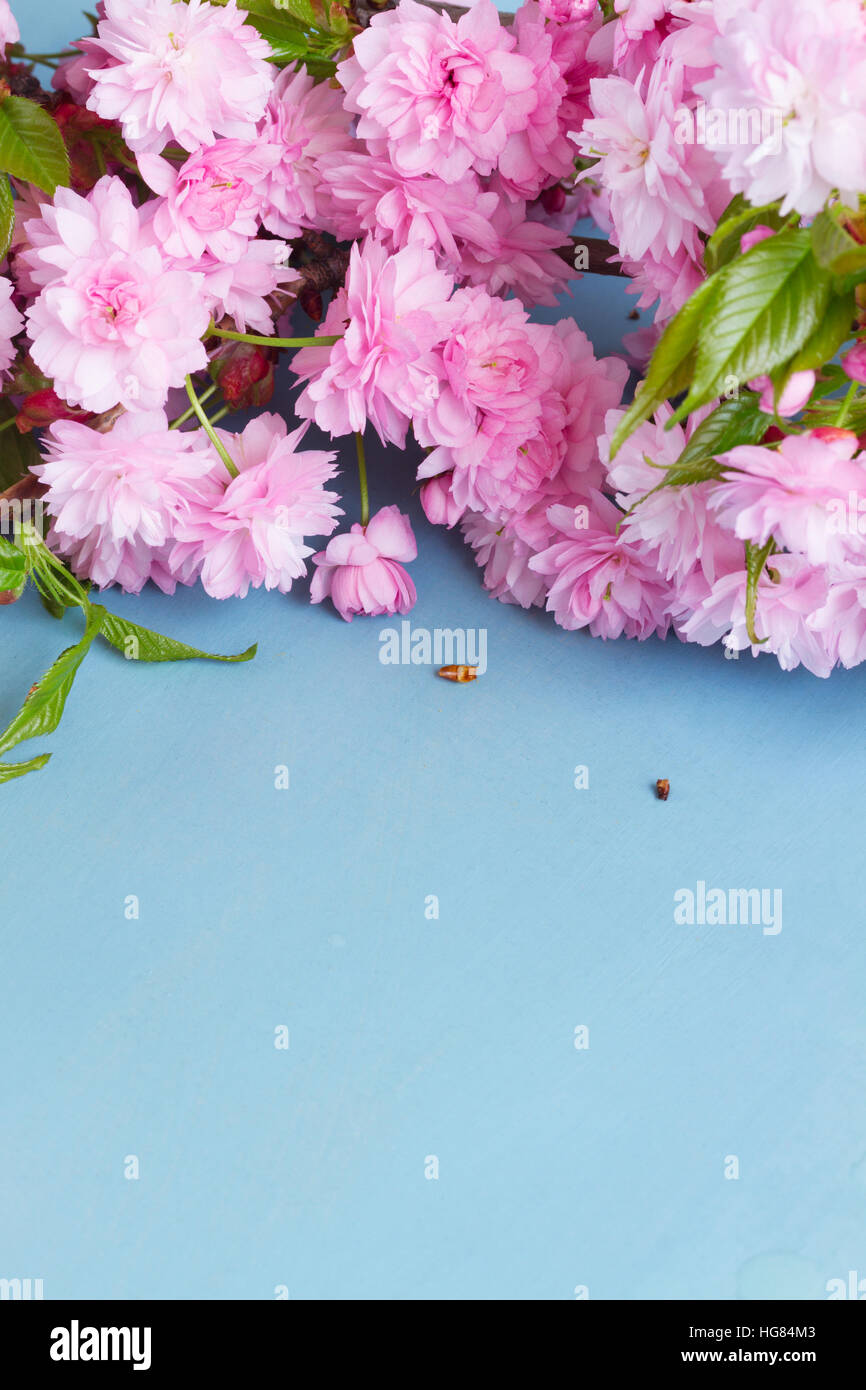 fresh spring flowers on blue Stock Photo - Alamy