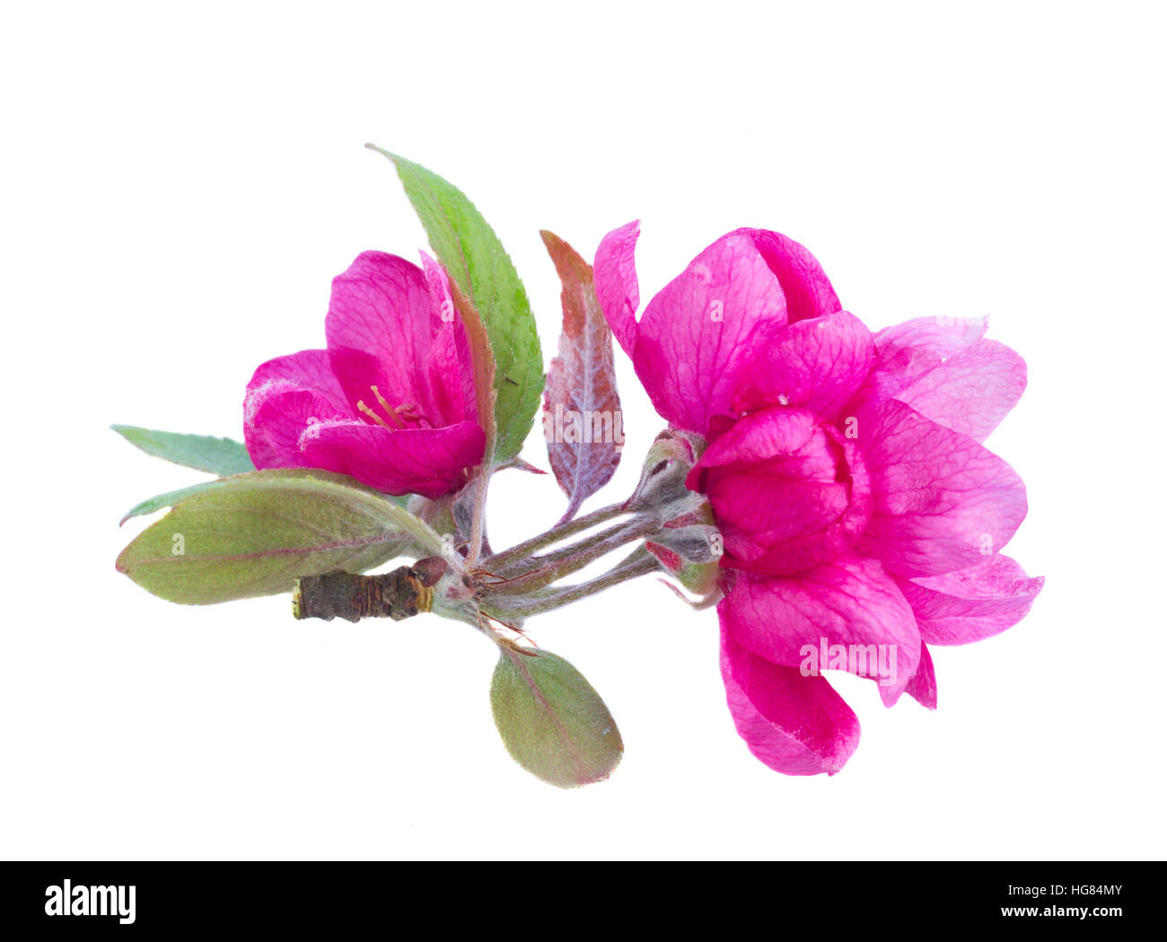 twig of pink spring flowers Stock Photo