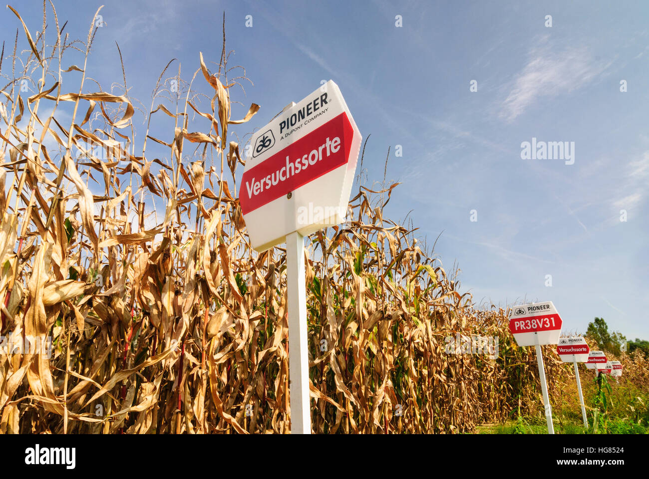 Corn field with experimental varieties, , Burgenland, Austria Stock Photo