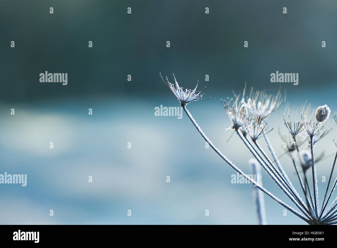 cow parsley in frost Stock Photo Alamy