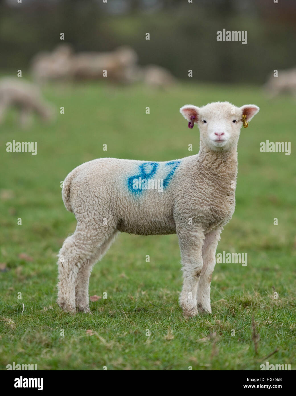 lamb in field of sheep Stock Photo