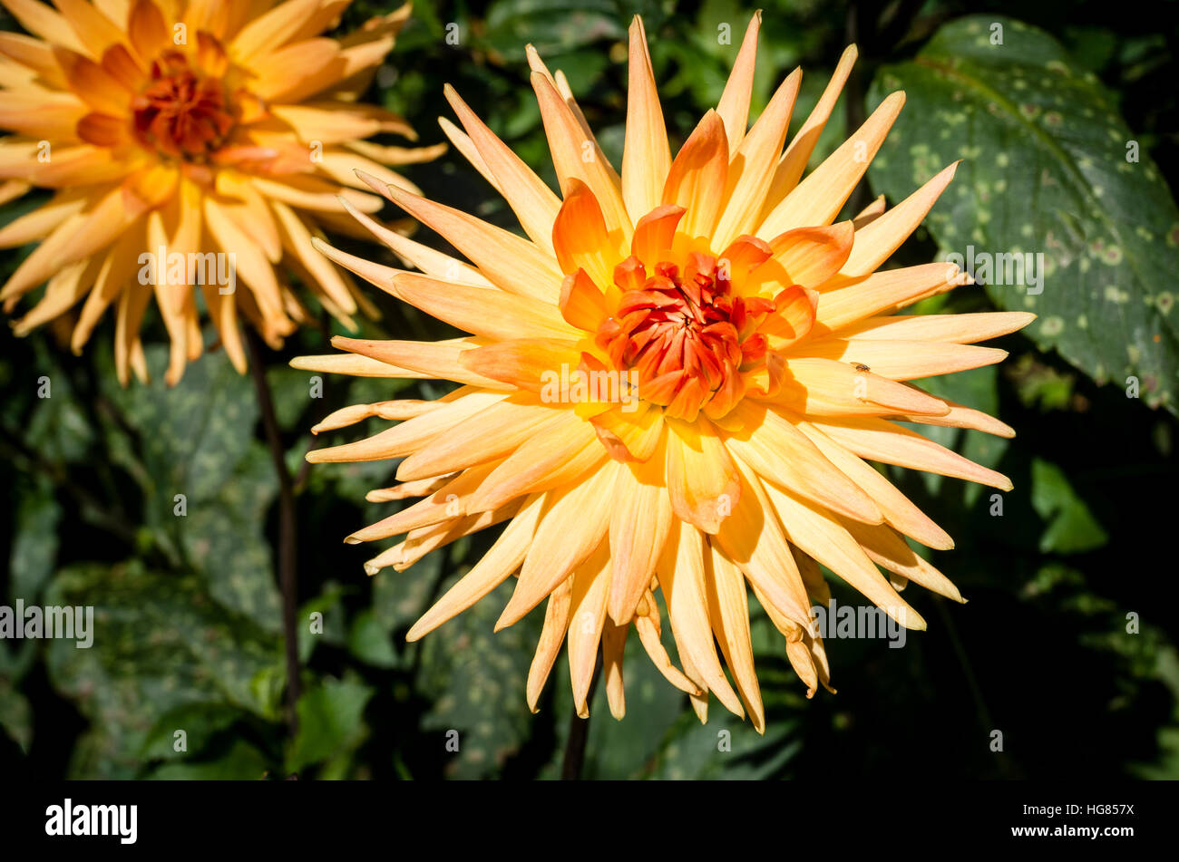 Dahlia Amber Barker flowering in September in UK Stock Photo