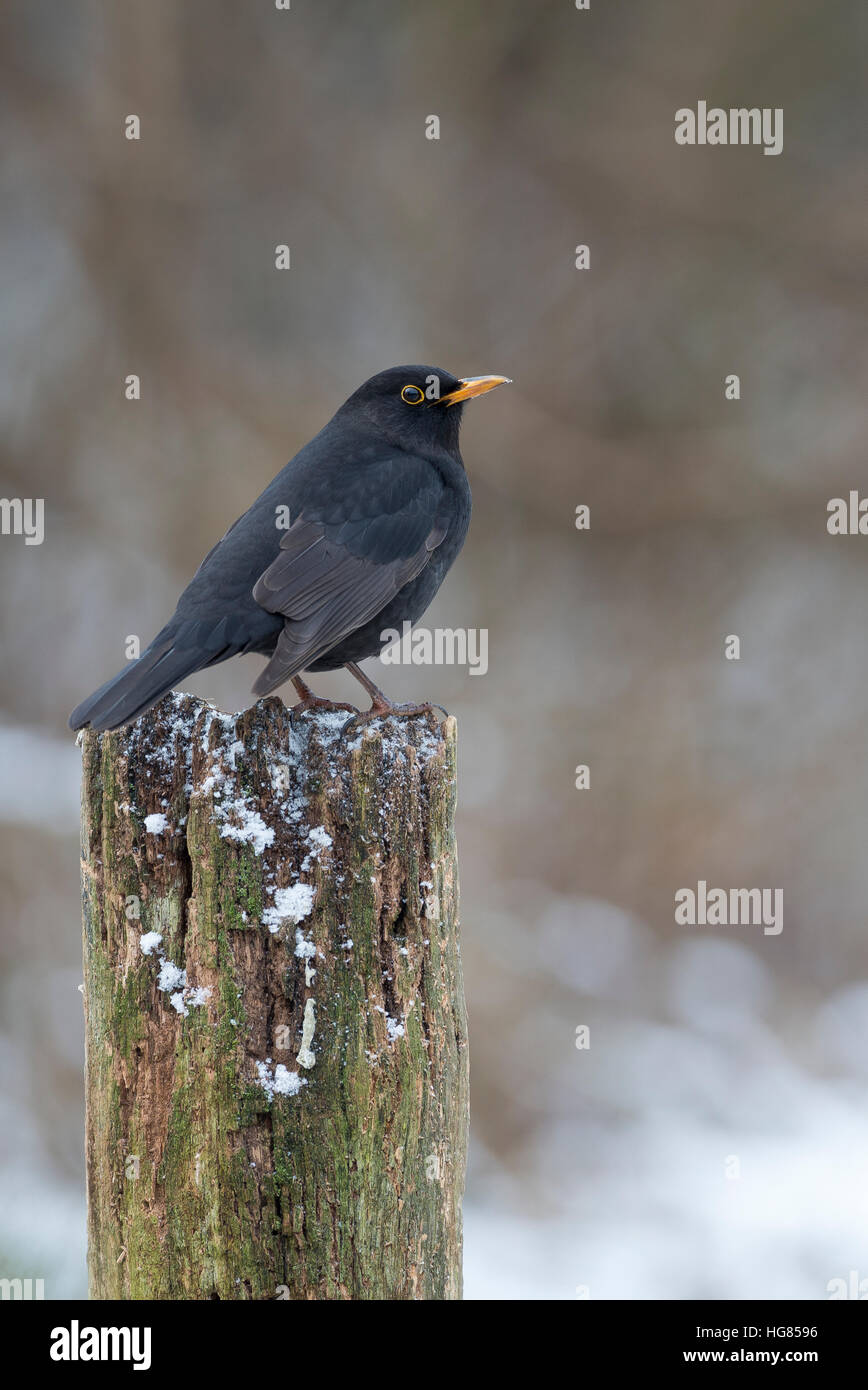 Amsel, Schwarzdrossel, Männchen, Winter, Schnee, Turdus merula, Blackbird, male, Merle noir Stock Photo