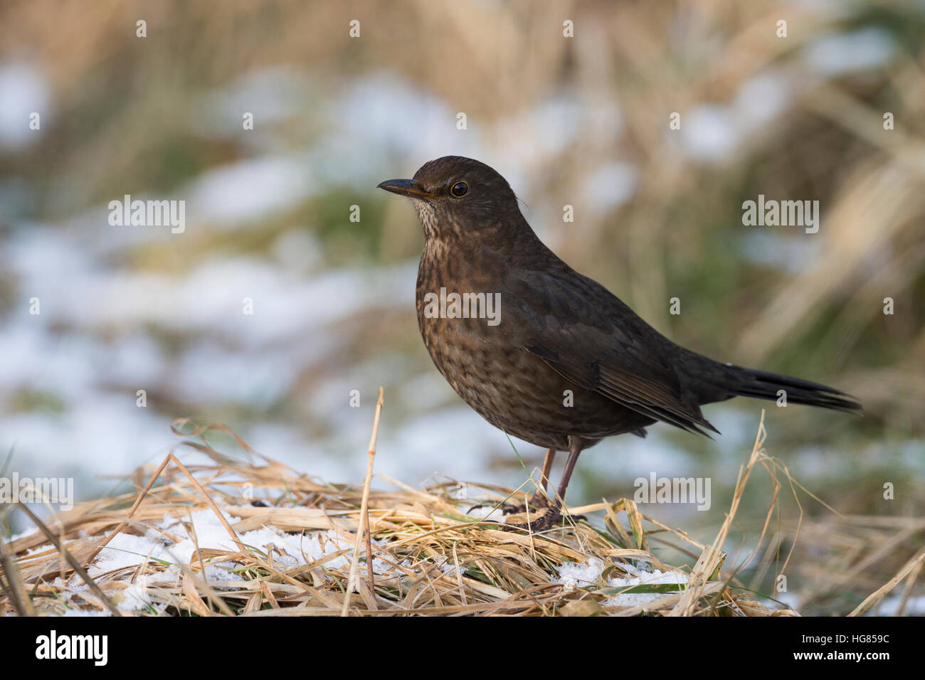 Amsel, Schwarzdrossel, Weibchen, Winter, Schnee, Turdus merula, Blackbird, female, Merle noir Stock Photo